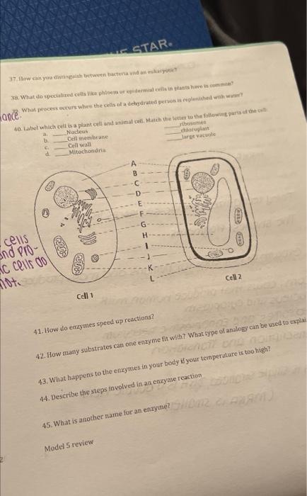 A Cell With Equal Concentration Outside And Inside The Cell B Cell With 5 Salt Outside And 15 Salt Inside C Cell With 2