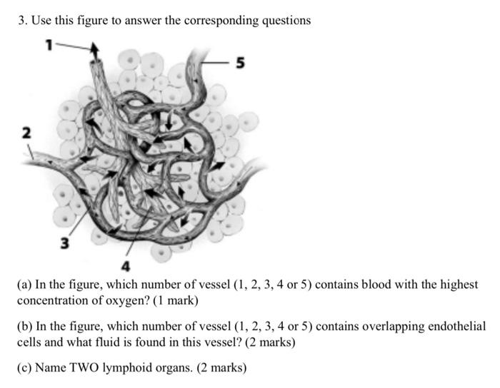 3 Use This Figure To Answer The Corresponding Questions 5 2 A In The Figure Which Number Of Vessel 1 2 3 4 Or 5 1