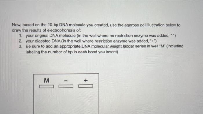 Now Based On The 10 Bp Dna Molecule You Created Use The Agarose Gel Illustration Below To Draw The Results Of Electrop 1