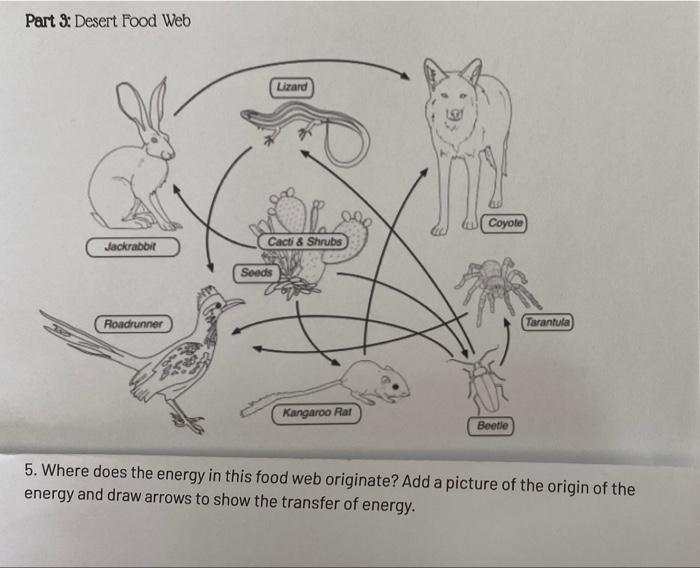 Part 3 Desert Food Web Lizard Coyote Jackrabbit Cacti Shrubs Seeds Roadrunner Tarantula Kangaroo Raf Beetle 5 Where 1