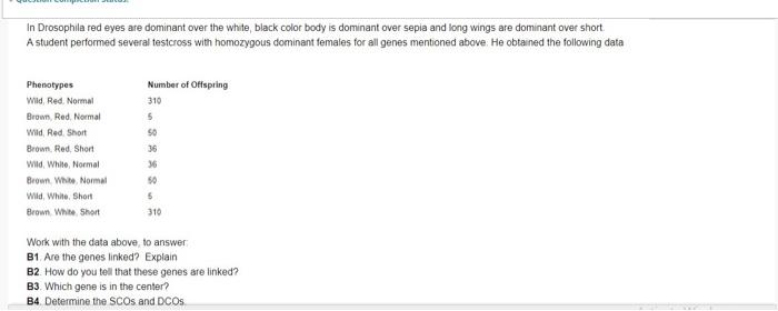 In Drosophila Rodoyes Are Dominant Over The White Black Color Body S Dominant Over Sea And Long Wings Are Dominant Over 4