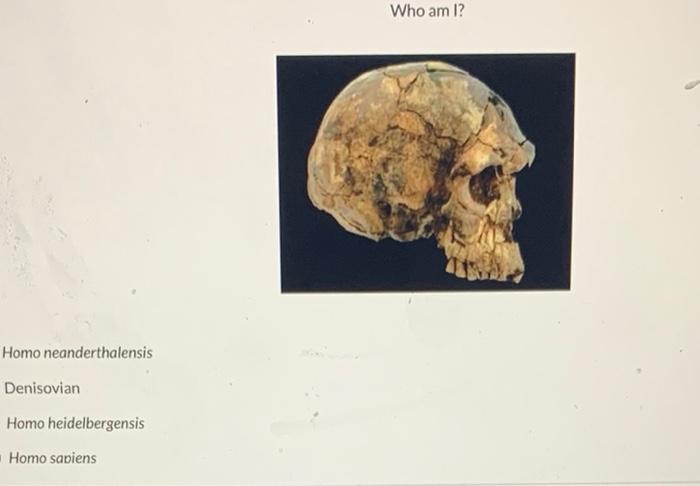 Who Am I Homo Neanderthalensis Denisovian Homo Heidelbergensis Homo Sapiens 1