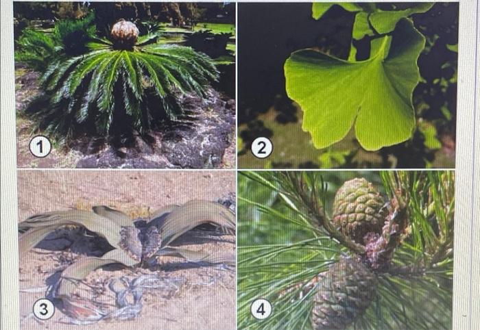 2 3 4 1 Correctly Identify The One Above That Produces Cones And Has Palm Like Leaves Shown In Fig1 2 Correctly Ide 1