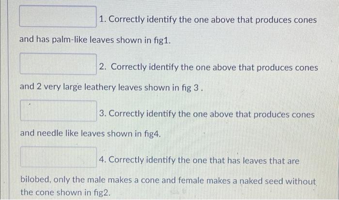 2 3 4 1 Correctly Identify The One Above That Produces Cones And Has Palm Like Leaves Shown In Fig1 2 Correctly Ide 2