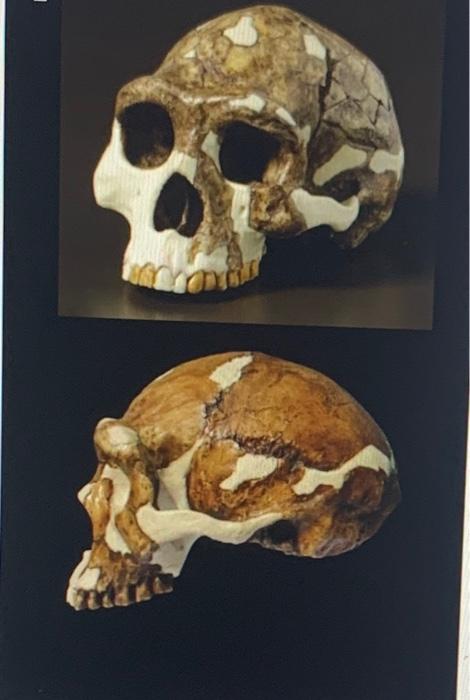 What Skull Did This Species Belong To 1