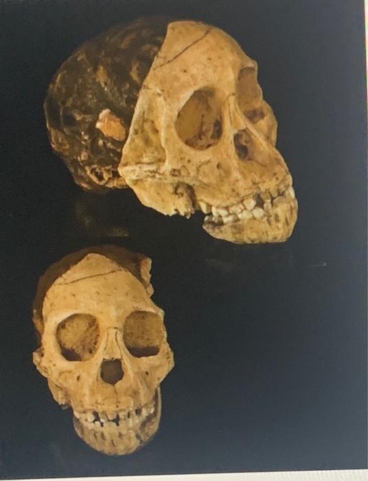 What Species Did This Skull Belong To 1