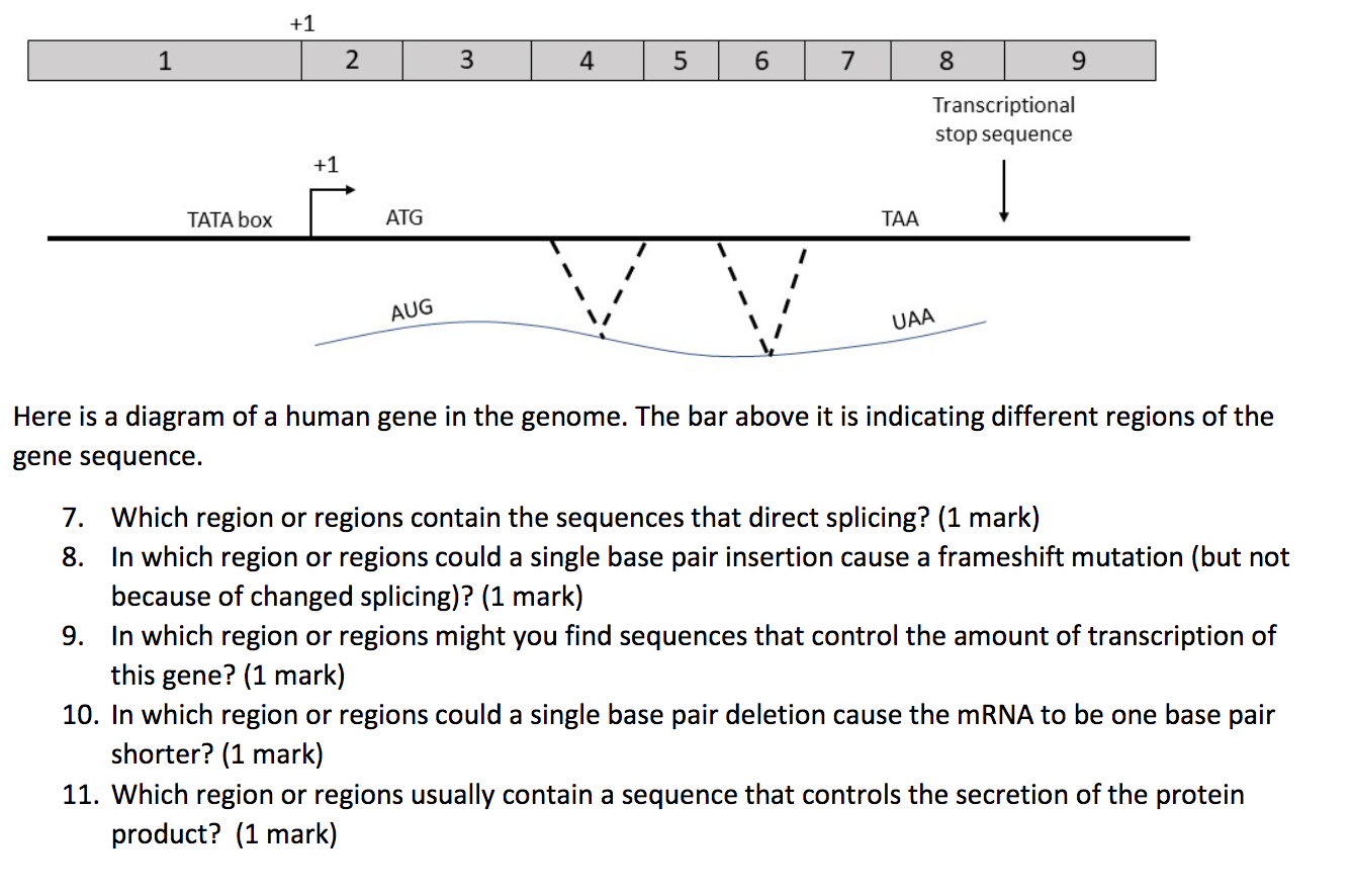 1 1 2 3 4 5 6 7 8 9 Transcriptional Stop Sequence 1 Tata Box Atg Taa Aug Uaa Here Is A Diagram Of A Human Gene In The 1