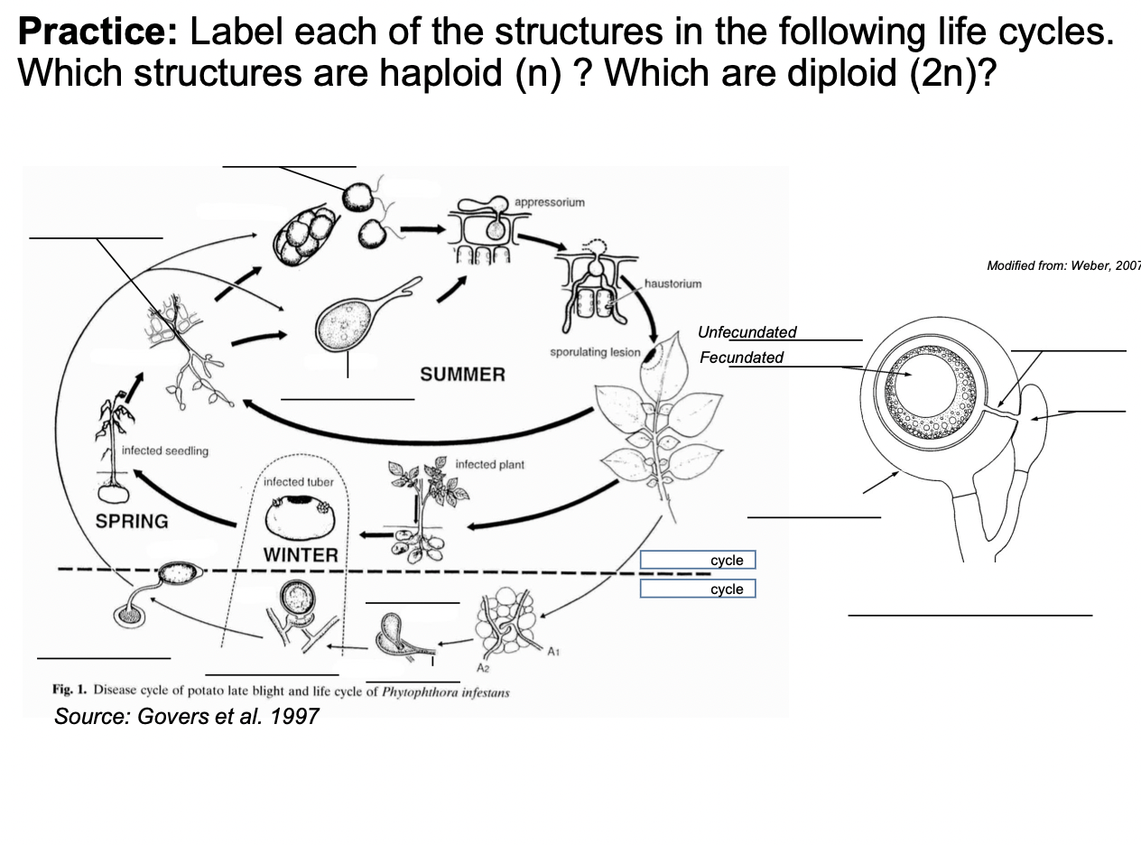 Need Help Labeling This Life Cycle 1