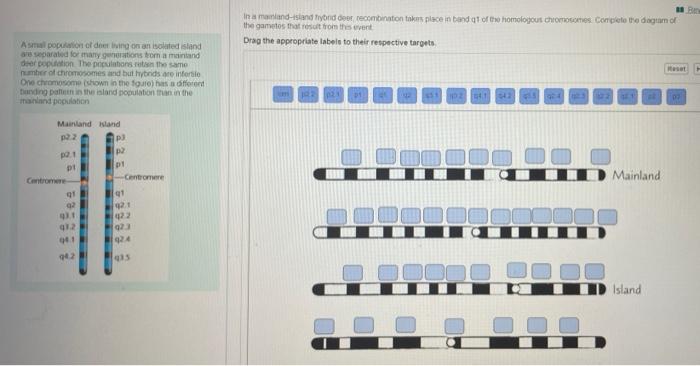 In A Mand Land Iyond Deer Recombination Takes Place In Band Qt Of The Homologout Chromosomes Complete The Dogtam Of The 1
