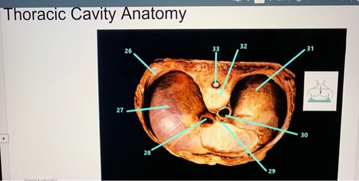 Thoracic Cavity Anatomy 17 18 22 19 23 20 24 21 25 Flow Thoracic Cavity Anatomy 26 33 32 31 27 30 28 29 2