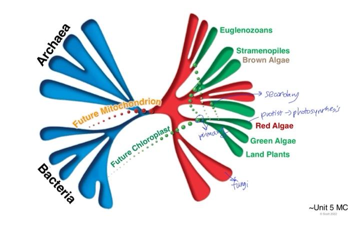 Euglenozoans Archaea Stramenopiles Brown Algae Seandany Protist Photosynthesis Future Mitochondrion Primas Red Algae 1
