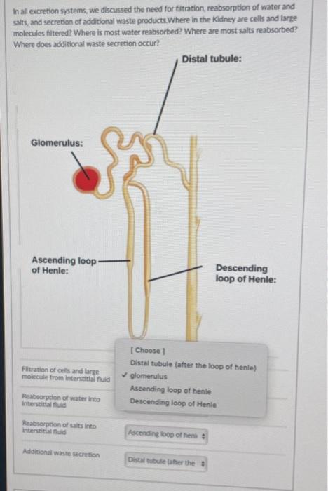 In All Excretion Systems We Discussed The Need For Filtration Reabsorption Of Water And Salts And Secretion Of Additi 1