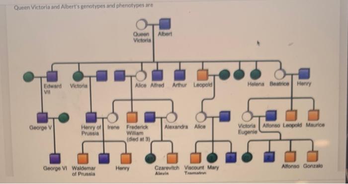 Queen Victoria And Albert S Genotypes And Phenotypes Are Queen Victoria Albert Edward Vii Victoria Alice Alfred Arthur L 1
