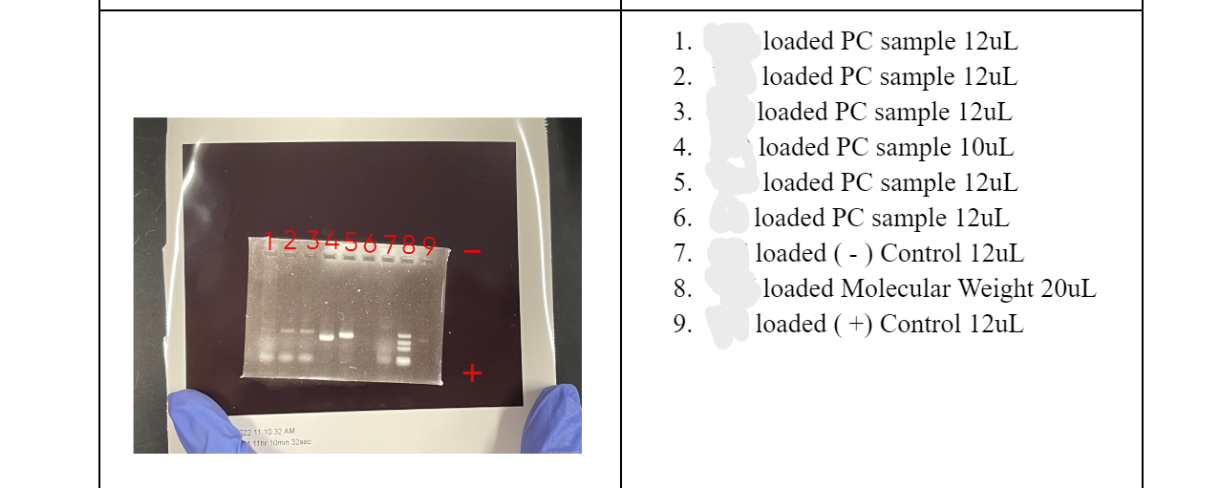 1 2 3 4 5 6 7 Loaded Pc Sample 12ul Loaded Pc Sample 12ul Loaded Pc Sample 12ul Loaded Pc Sample 10l Loaded Pc Sa 1