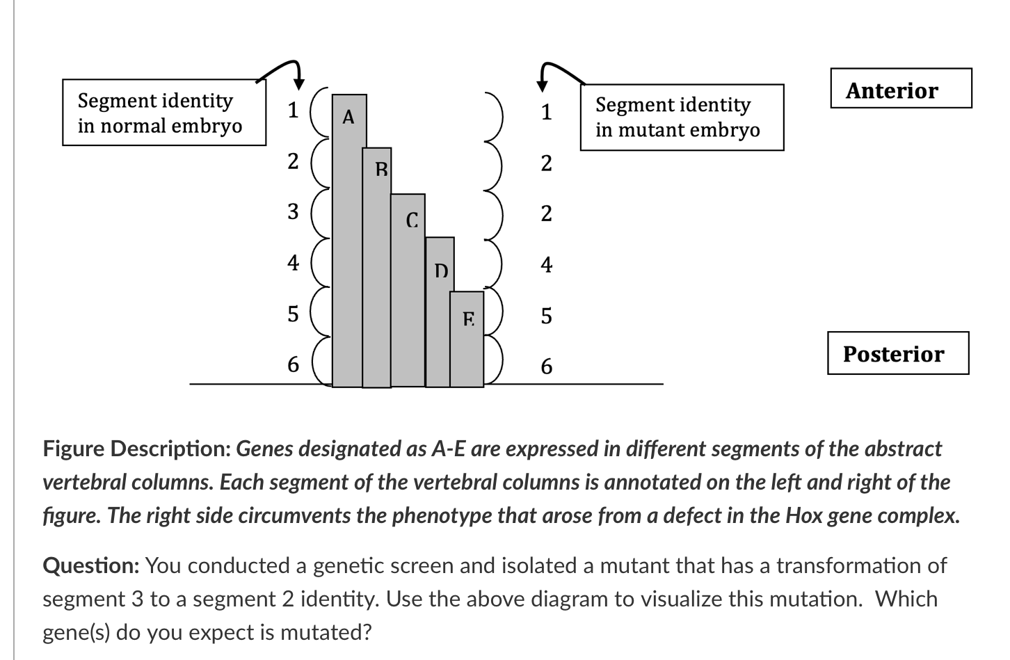 Anterior Segment Identity In Normal Embryo 1 Segment Identity In Mutant Embryo 2 B 2 3 2 4 D 4 5 E 5 Posterior 6 6 Figu 1