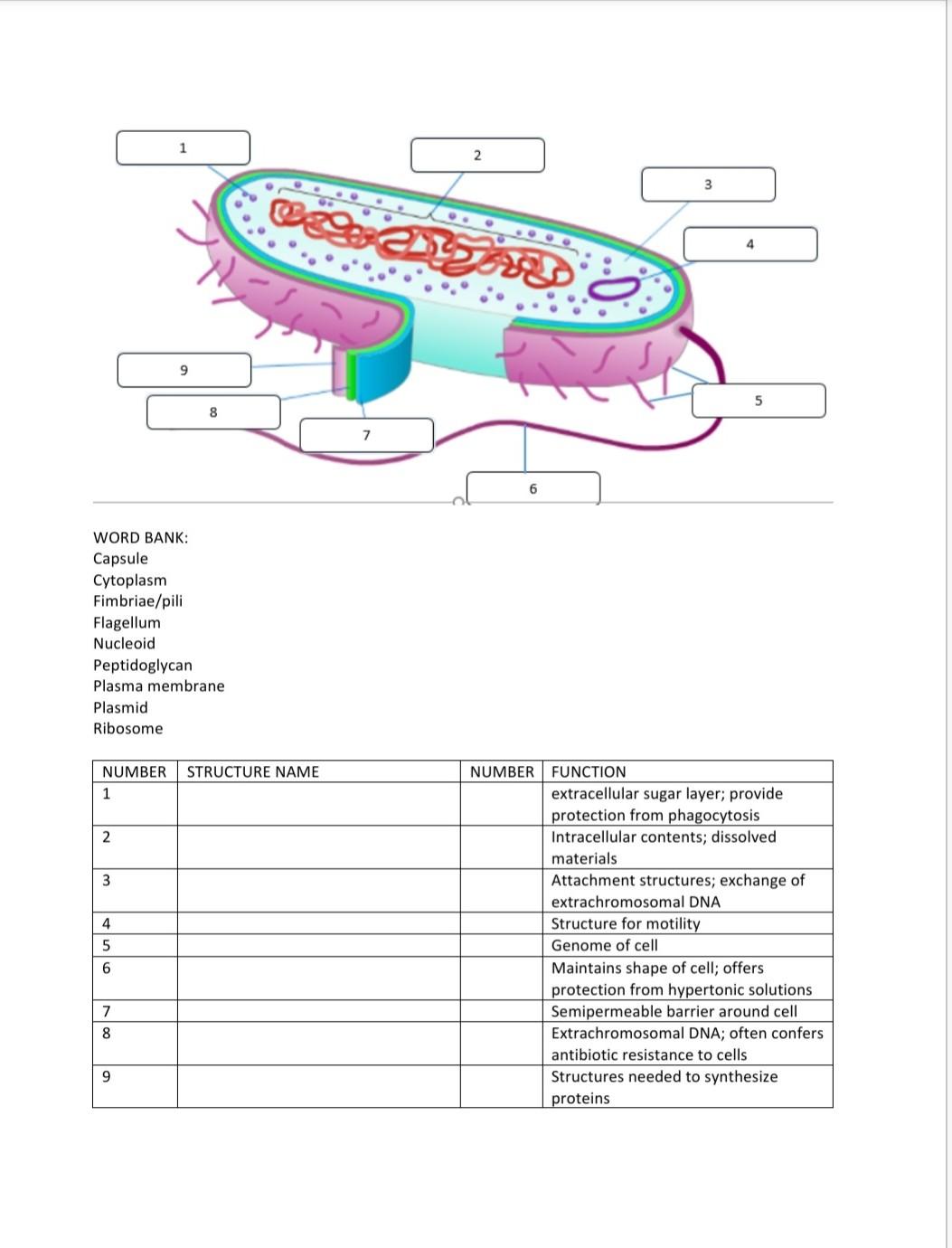 2 3 Pjesa 4 9 5 8 7 Word Bank Capsule Cytoplasm Fimbriae Pili Flagellum Nucleoid Peptidoglycan Plasma Membrane Plasmid 1