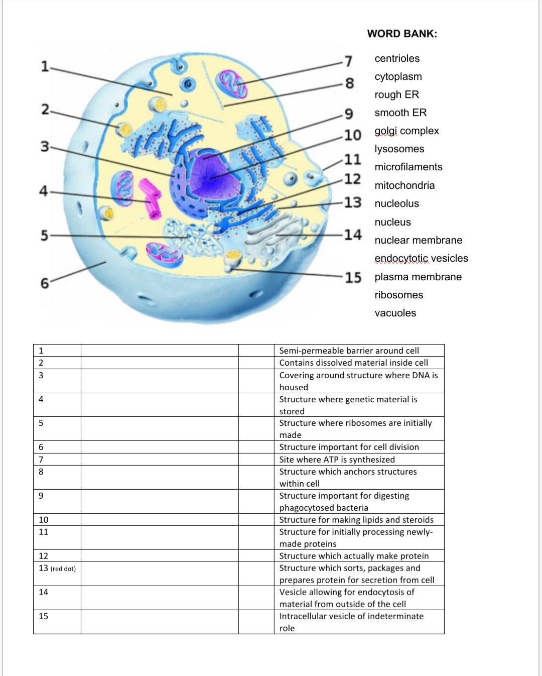 Word Bank 1 2 3 7 Centrioles 8 Cytoplasm Rough Er 9 Smooth Er 10 Golgi Complex Lysosomes 11 Microfilaments 12 Mitochon 1