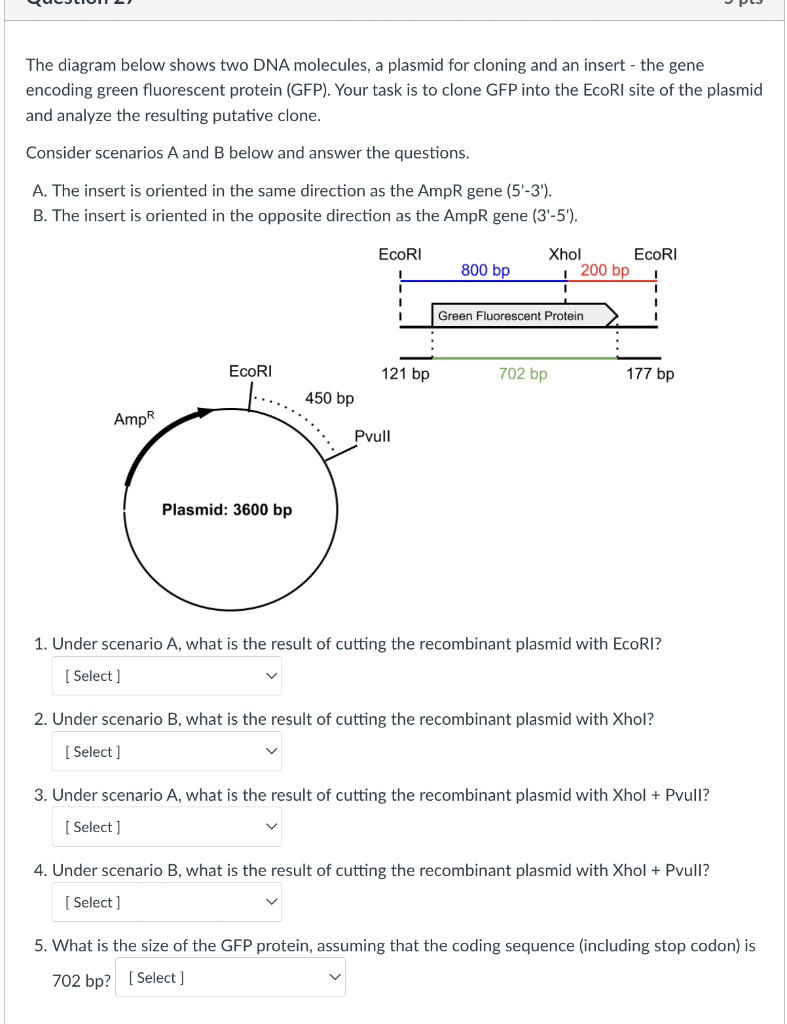 The Diagram Below Shows Two Dna Molecules A Plasmid For Cloning And An Insert The Gene Encoding Green Fluorescent Pro 1