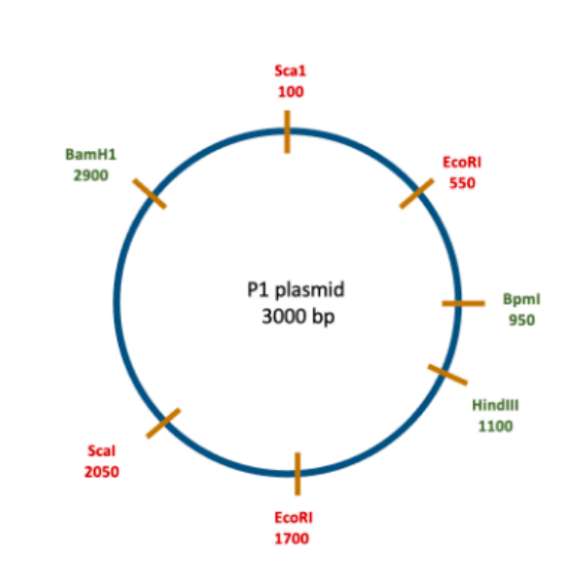 How Do I Find The Double Cutter In This Plasmid Please Explain How The Answer Is Sca1 Given The Plasmid Gives You Two 1