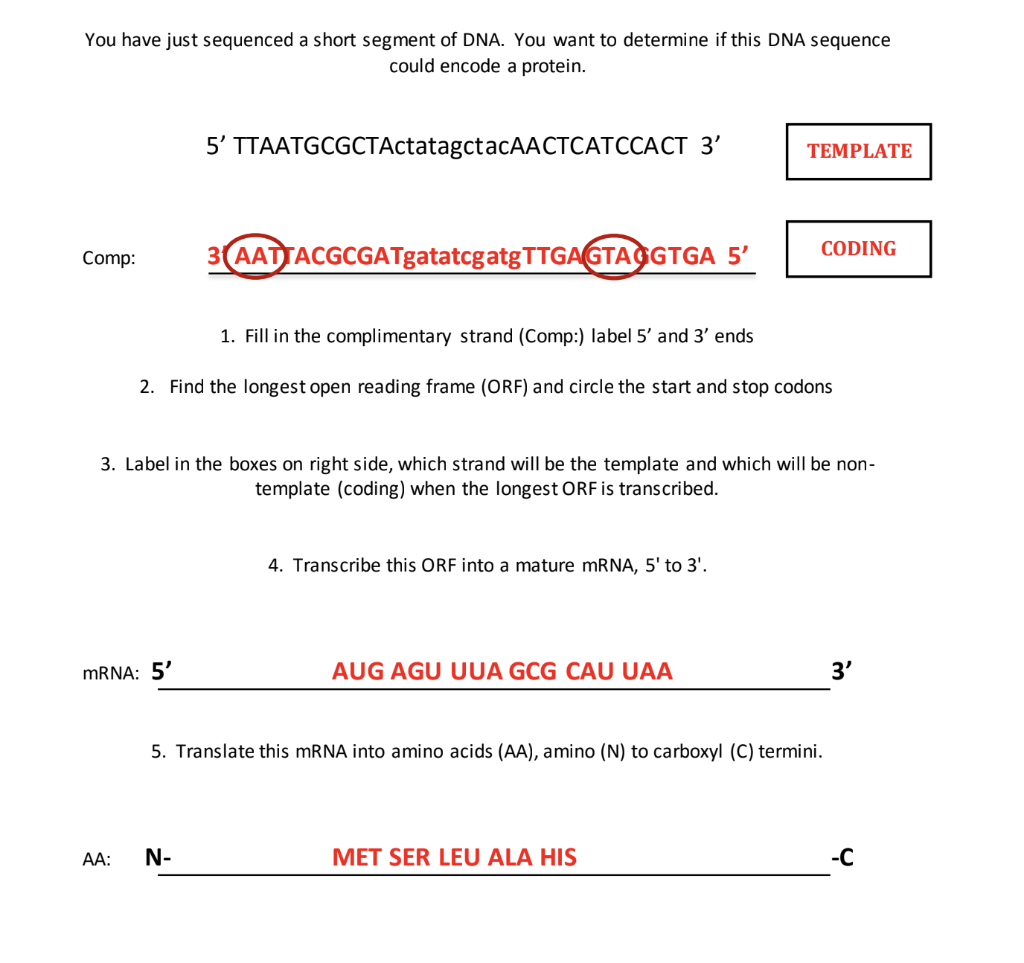 You Have Just Sequenced A Short Segment Of Dna You Want To Determine If This Dna Sequence Could Encode A Protein 5 Tt 1