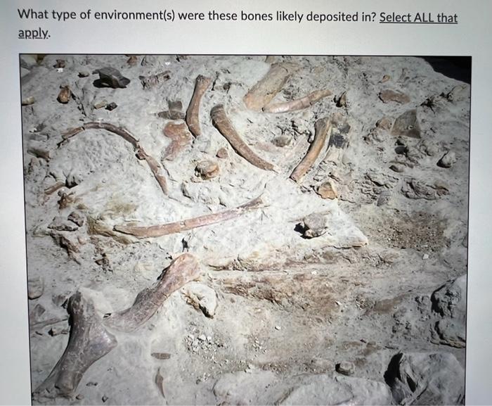 What Type Of Environment S Were These Bones Likely Deposited In Select All That Apply Fast Flowing Water In A River 2