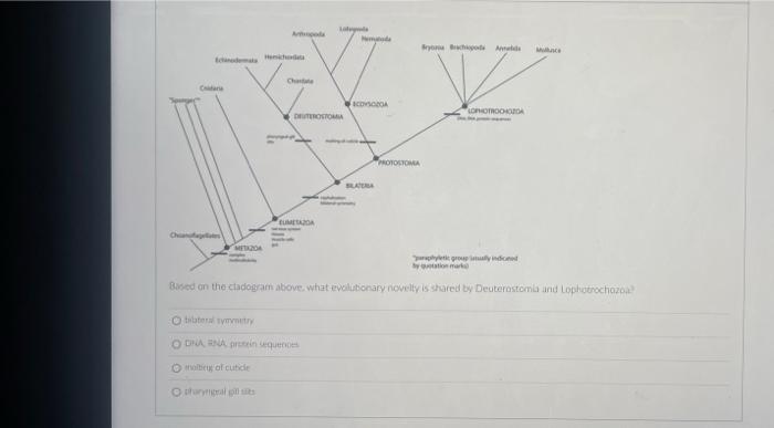 Echanodemas Hend Z Lonotrochoda 13 Umtaza Metazioa Phyletic Group My Indone By Quotation Mark Based On The Cladogram Abo 1
