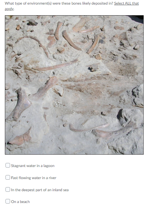 What Type Of Environment S Were These Bones Likely Deposited In Select All That Apply Stagnant Water In A Lagoon Fast 1
