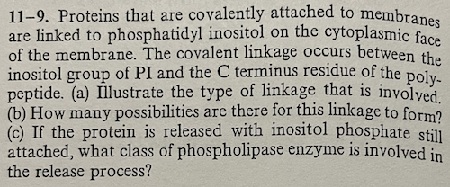 11 9 Proteins That Are Covalently Attached To Membranes Are Linked To Phosphatidyl Inositol On The Cytoplasmic Face Of 1