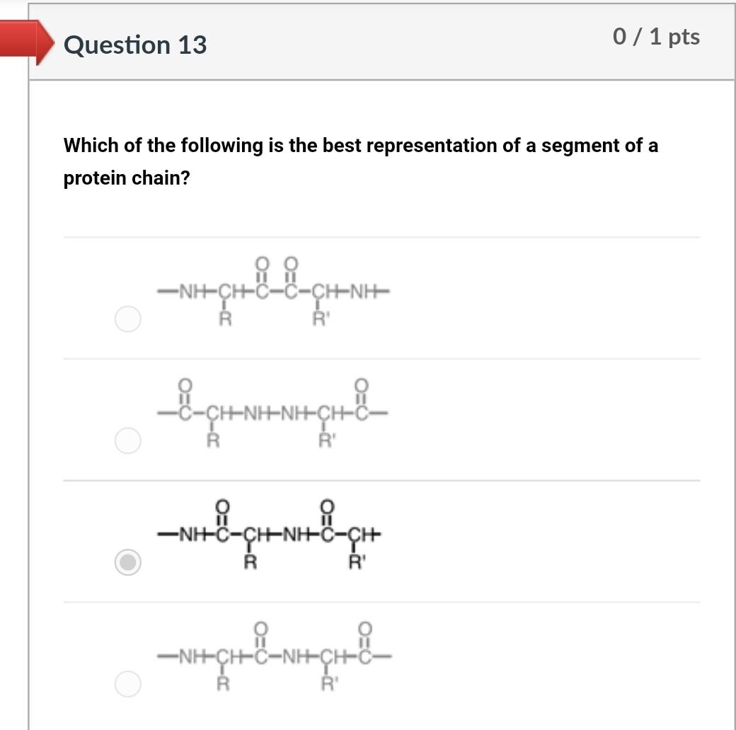 Question 13 0 1 Pts Which Of The Following Is The Best Representation Of A Segment Of A Protein Chain Nh Ch C C Chln 1