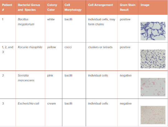 Patient Bacterial Genus Colony Cell And Species Color Morphology 1 Bacillus White Bacilli Megaterium 1 2 And Kocuria 1