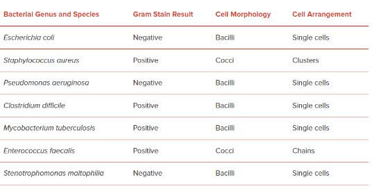 Patient Bacterial Genus Colony Cell And Species Color Morphology 1 Bacillus White Bacilli Megaterium 1 2 And Kocuria 2