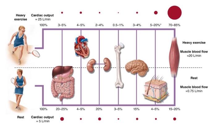 Heavy Exercise Cardiac Output 25 L Min 100 3 5 4 5 2 4 0 5 1 3 4 5 20 70 85 Heavy Exercise Muscle Blood Flow 2 1