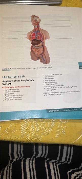 21 Figure 1 3 Toner Cam Ta Lab Activity 21b Anatomy Of The Respiratory System Materials And Digital Resources Humano M 1