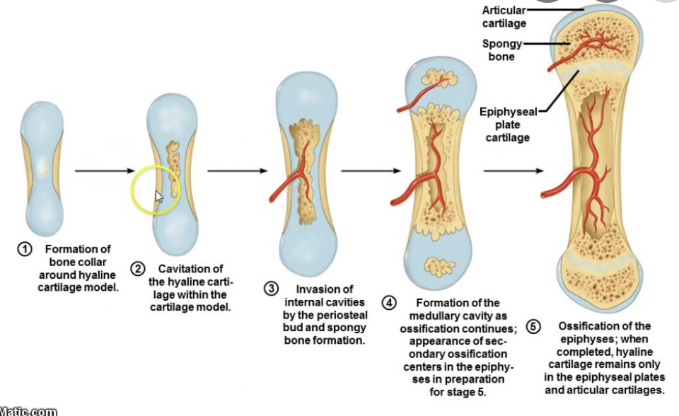 1 Which Of These Stages Of Endochondral Ossification Best Represents The Development Of A Long Bone Around The Time Of 1