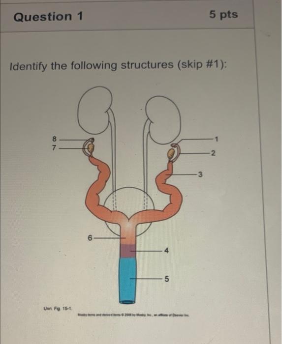 Question 1 5 Pts Identify The Following Structures Skip 1 Con 8 7 2 5 Unn Fig 15 1 Carefully Choose Ureter Ql O 1