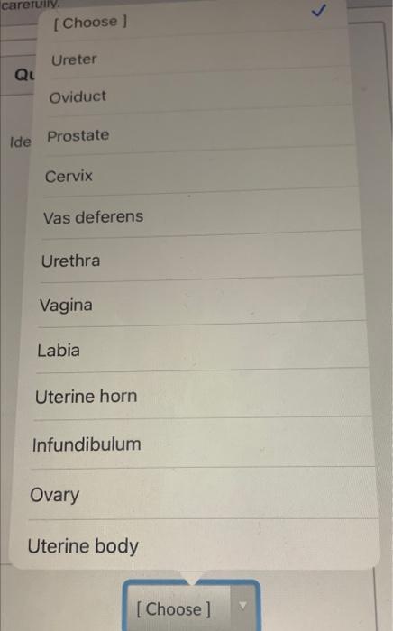 Question 1 5 Pts Identify The Following Structures Skip 1 Con 8 7 2 5 Unn Fig 15 1 Carefully Choose Ureter Ql O 2