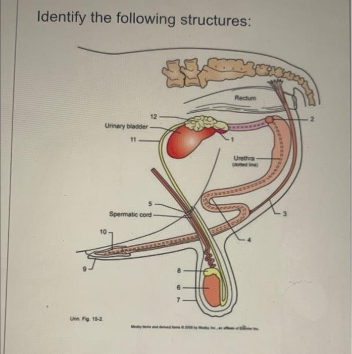 Identify The Following Structures Rectum 12 Urinary Bladder 11 Urethra Doned Spermatic Cord 10 Unn Fig 15 2 8 Retra 1