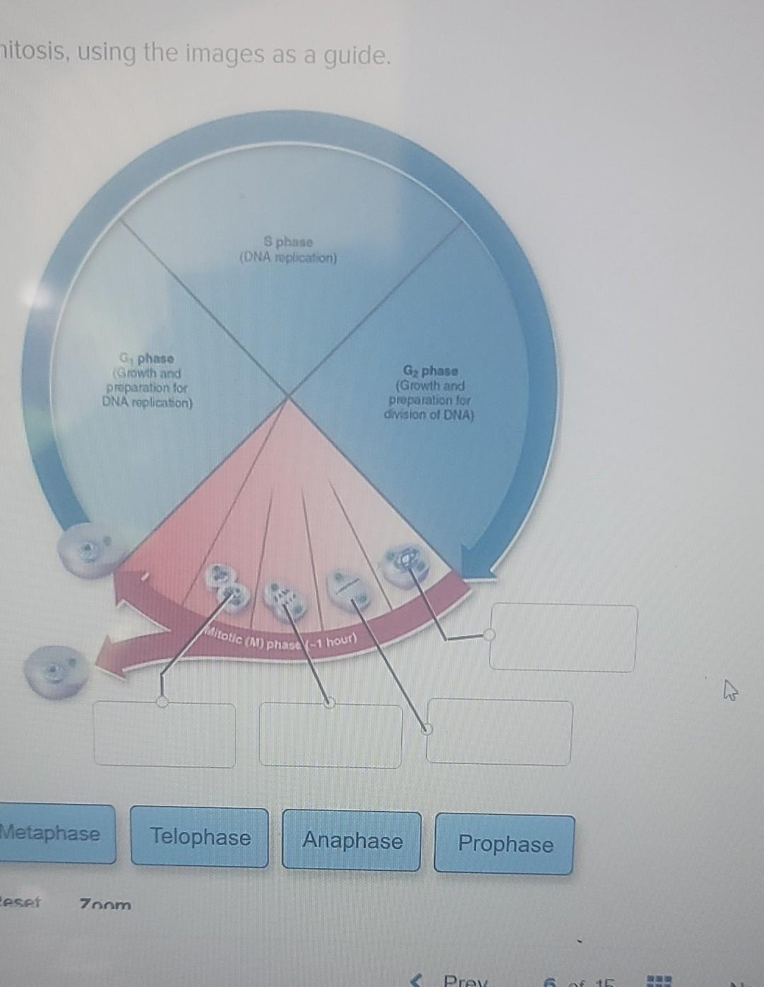 Mitosis Using The Images As A Guide S Phase Ona Replication G Phase Growth And Preparation For Dna Replication Gy 1