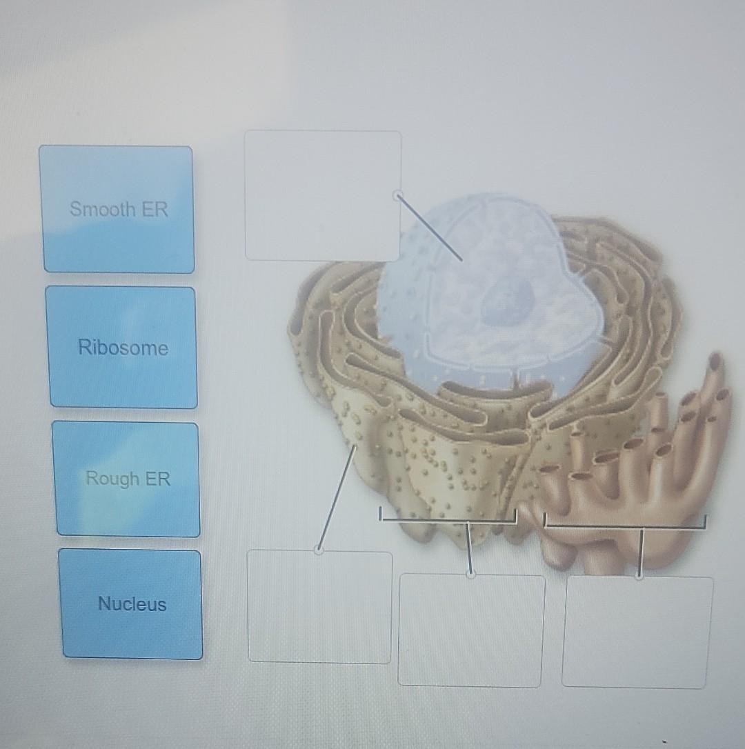 Smooth Er Ribosome Rough Er 24 Nucleus 1