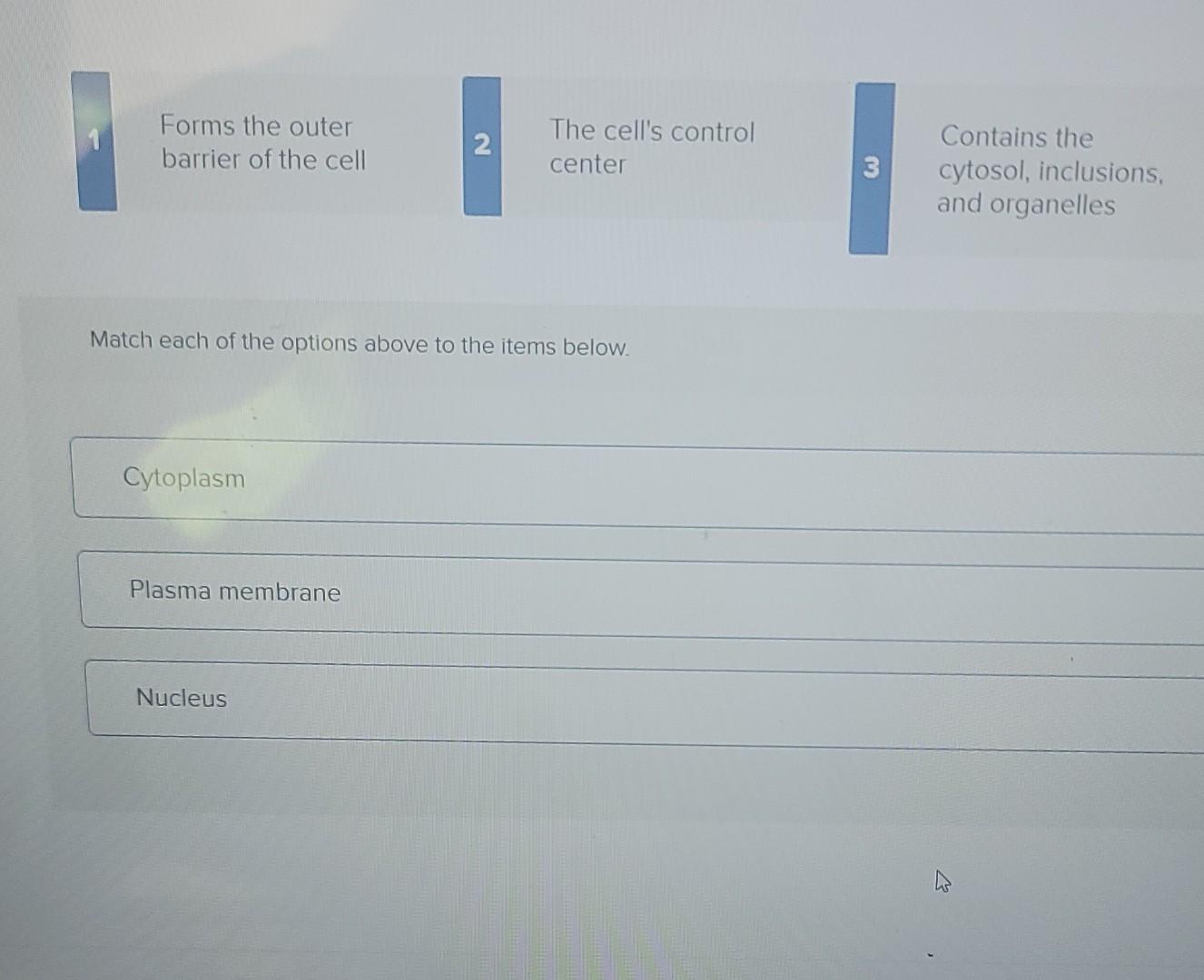 Forms The Outer Barrier Of The Cell 2 The Cell S Control Center 3 Contains The Cytosol Inclusions And Organelles Match 1