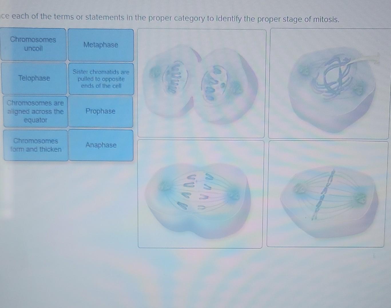 Ce Each Of The Terms Or Statements In The Proper Category To Identify The Proper Stage Of Mitosis Chromosomes Uncoil Me 1