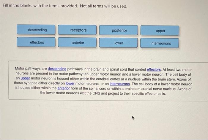 Fill In The Blanks With The Terms Provided Not All Terms Will Be Used Descending Receptors Posterior Upper Effectors A 1