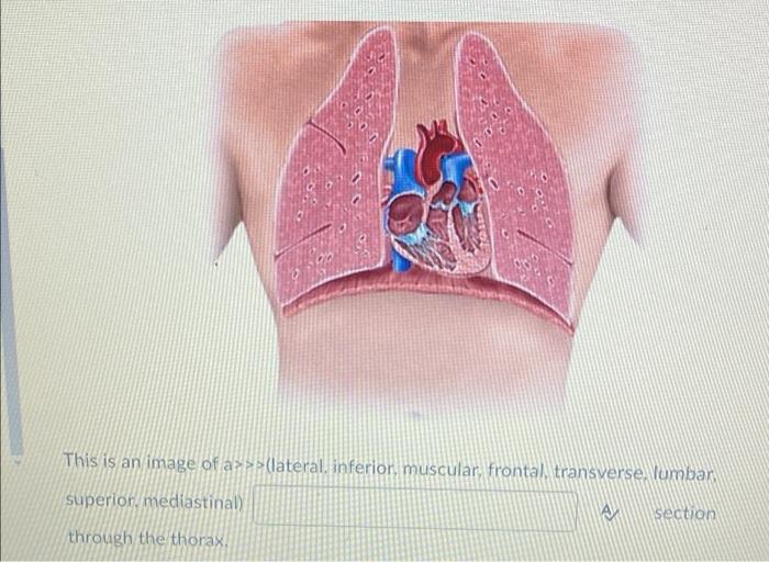 This Is An Image Of A Lateral Inferior Muscular Frontal Transverse Yumban Superior Mediastinal A Section Through 1