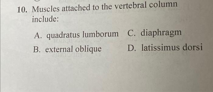 10 Muscles Attached To The Vertebral Column Include A Quadratus Lumborum C Diaphragm B External Oblique D Latissim 1
