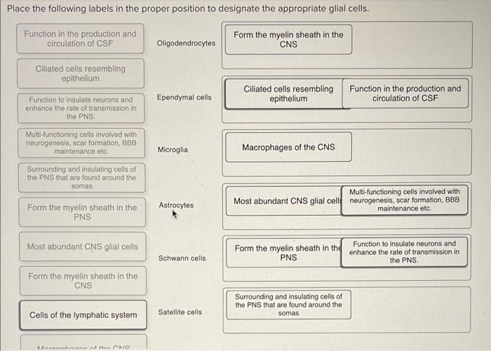 Place The Following Labels In The Proper Position To Designate The Appropriate Glial Cells Function In The Production A 1