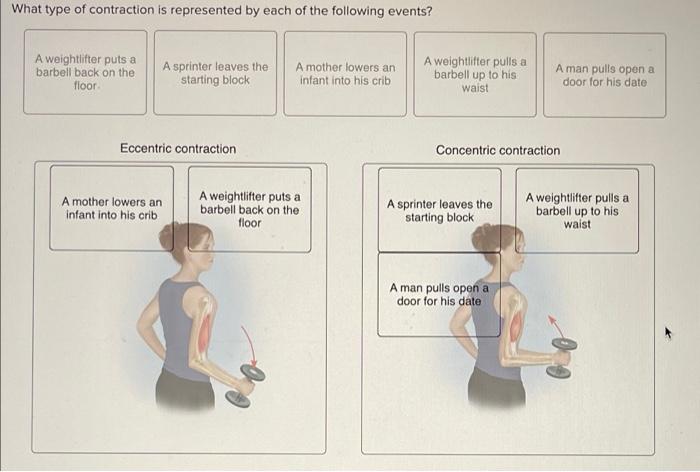 What Type Of Contraction Is Represented By Each Of The Following Events A Weightlifter Puts A Barbell Back On The Floor 1