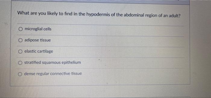 What Are You Likely To Find In The Hypodermis Of The Abdominal Region Of An Adult Microglial Cells O Adipose Tissue O E 1