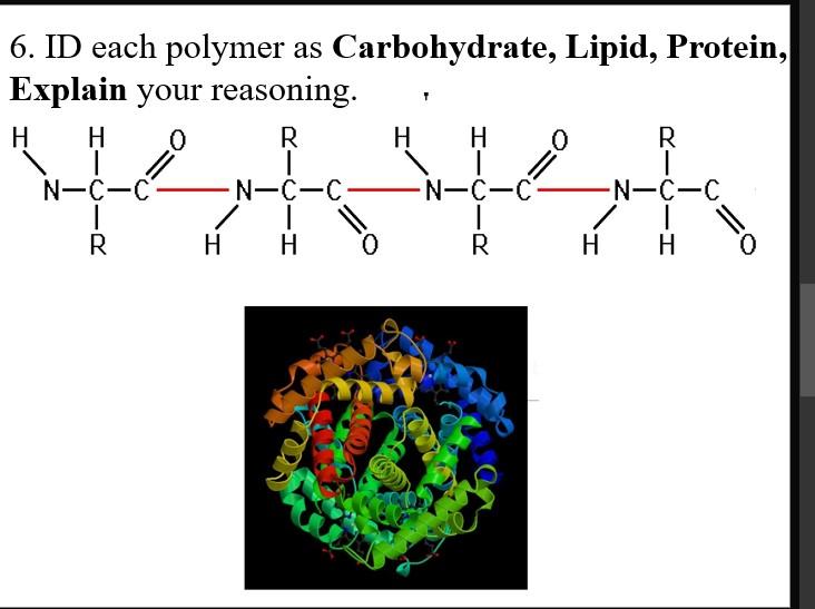 6 Id Each Polymer As Carbohydrate Lipid Protein Explain Your Reasoning H H 0 R H R T N C C R N C C T N C 1