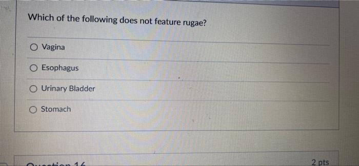 Which Of The Following Does Not Feature Rugae Vagina O Esophagus O Urinary Bladder O Stomach Question 16 2 Pts 1