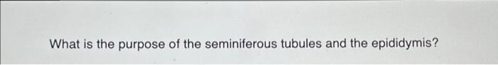 What Is The Purpose Of The Seminiferous Tubules And The Epididymis Describe The Path Of The Egg From Production To Whe 1